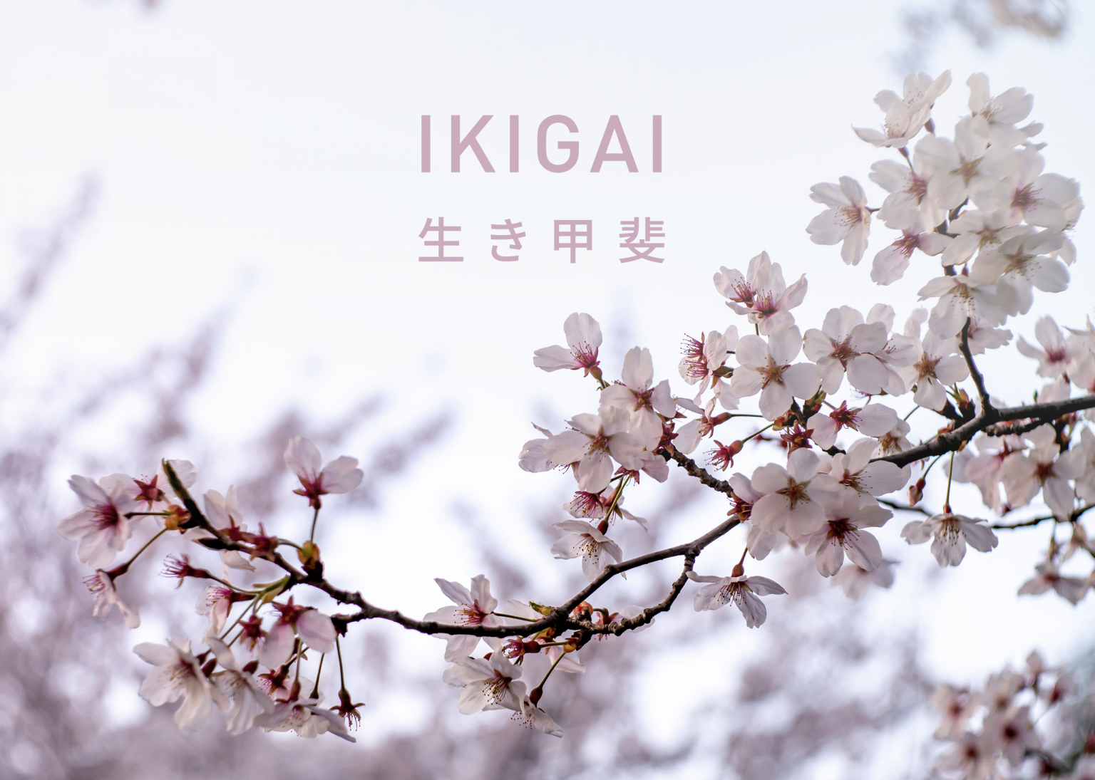 IKIGAI. Sekret długiego i szczęśliwego życia