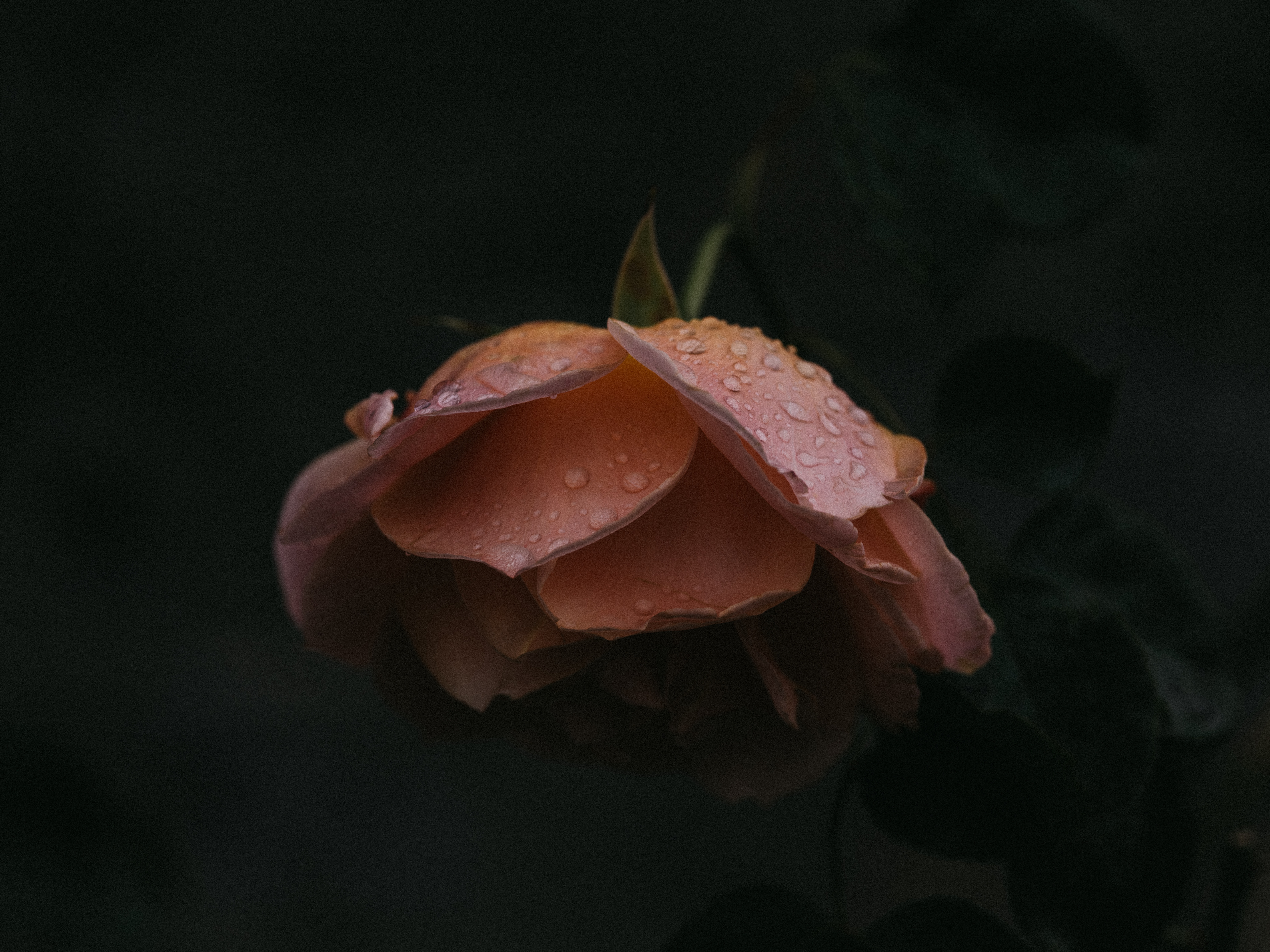 Hydrolat z róży. Poznaj sekret królowej kwiatów