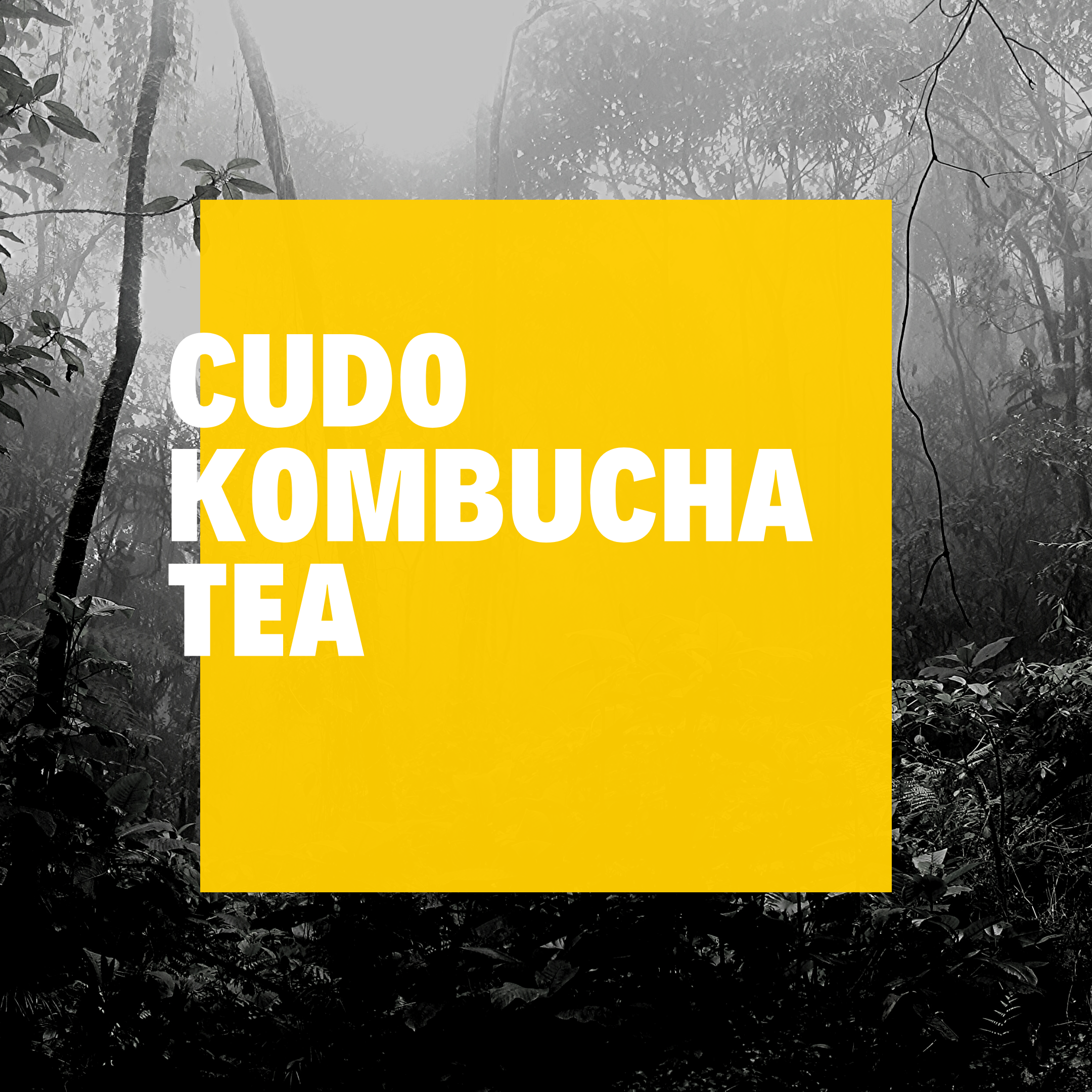 CUDO KOMBUCHA. Lekko musuje i świetnie smakuje