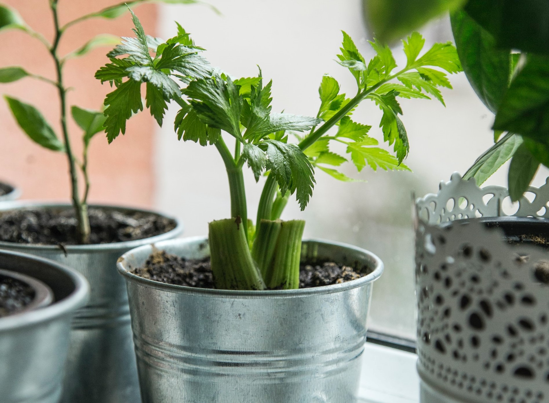 Regrowing, czyli drugie życie selera naciowego