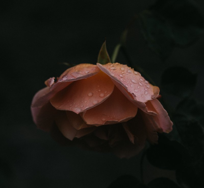 Hydrolat z róży. Poznaj sekret królowej kwiatów