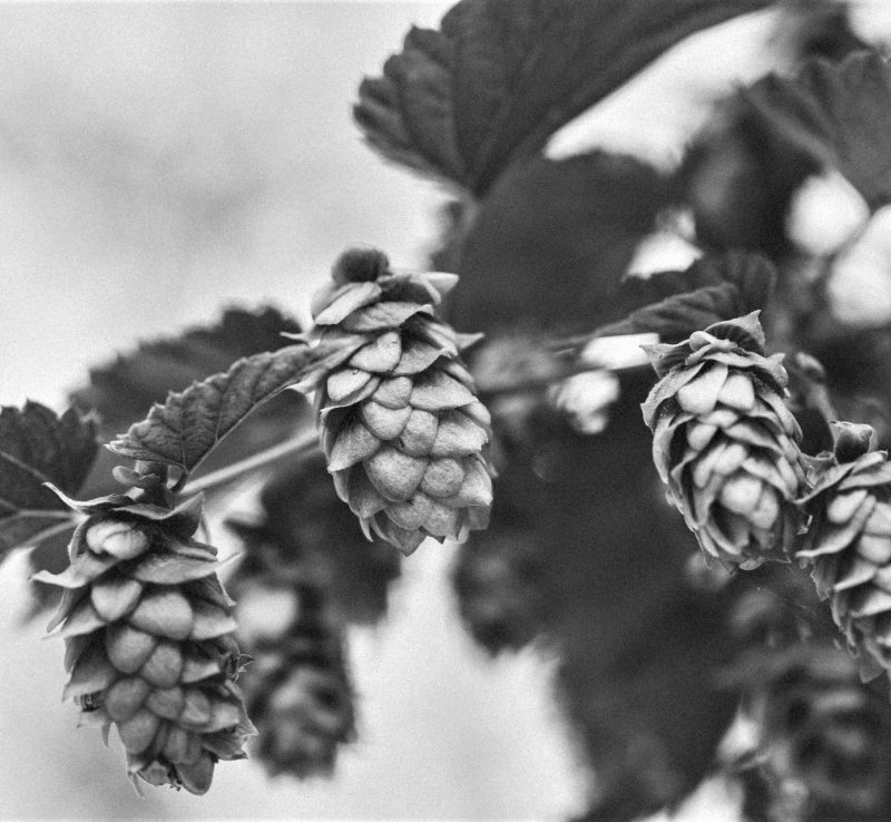 Ksantohumol.  Flawonoid  o wielkim potencjale