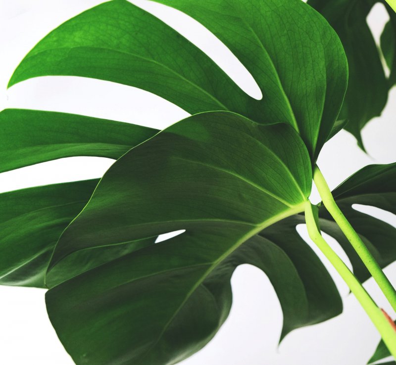 Dom roślin. Dżungla na Mokotowie