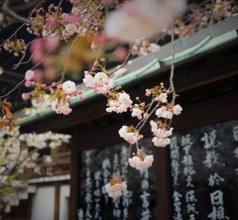 HANAMI. Święto wiosny w Kraju Kwitnącej Wiśni