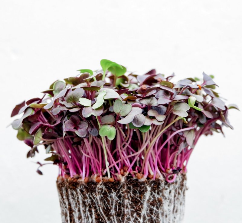 Microgreens. Źródło cennych witamin