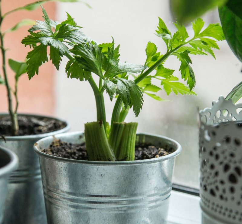 Regrowing, czyli drugie życie selera naciowego